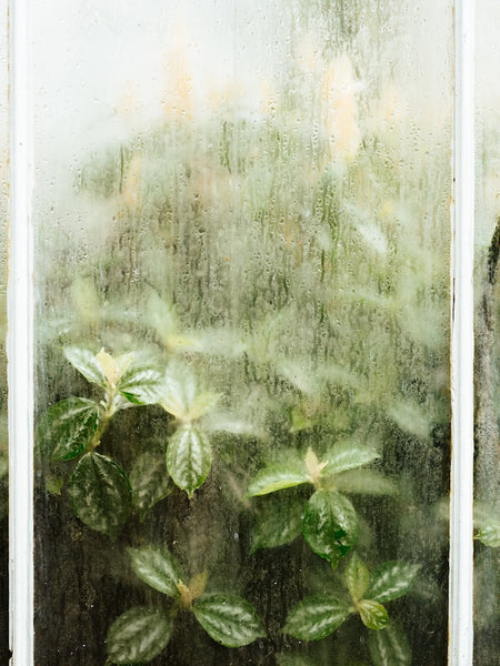 Plants in a greenhouse maintaining ideal temperature and humidity