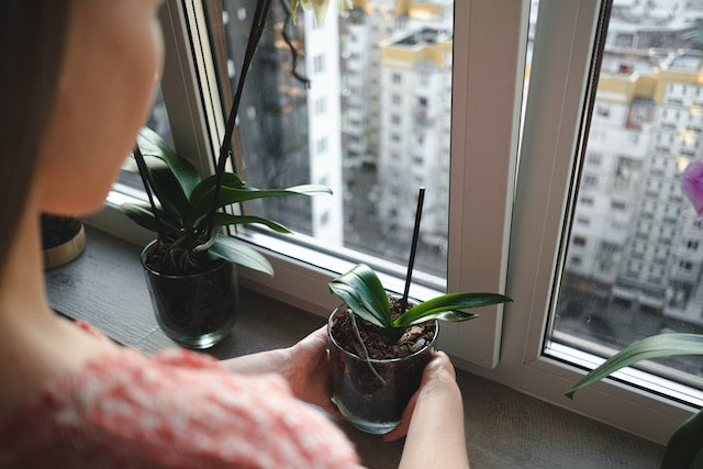 Small plant getting light from window for photosynthesis
