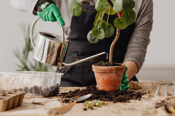 Watering plant in a terracotta pot