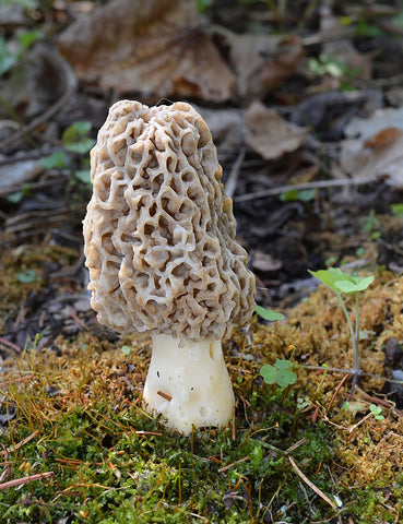 Morchella americana, the American Yellow Morel