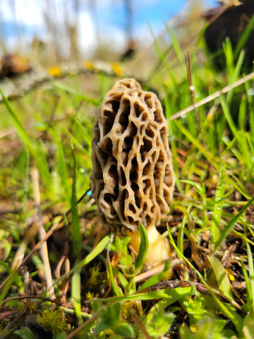Yellow morel in grass