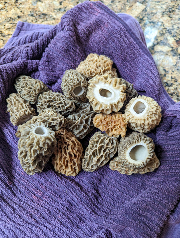 Morel Mushroom Caps