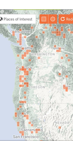 Map of observations of Morchella americana (yellow morels) from iNaturalist
