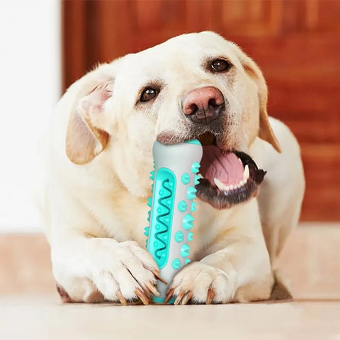 Cãozinho brincando de morder e limpando os dentes