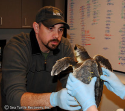 Sea Turtle Recovery 3