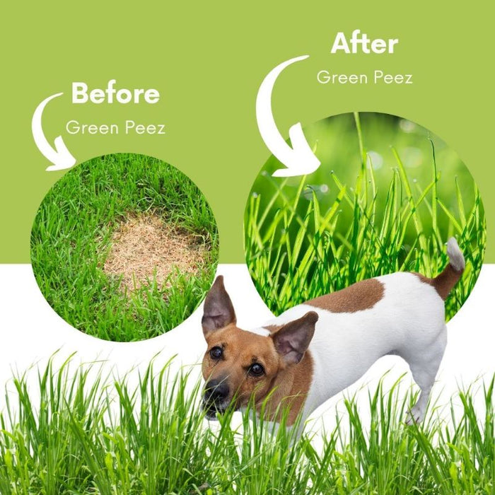 what causes dog pee to turn grass yellow