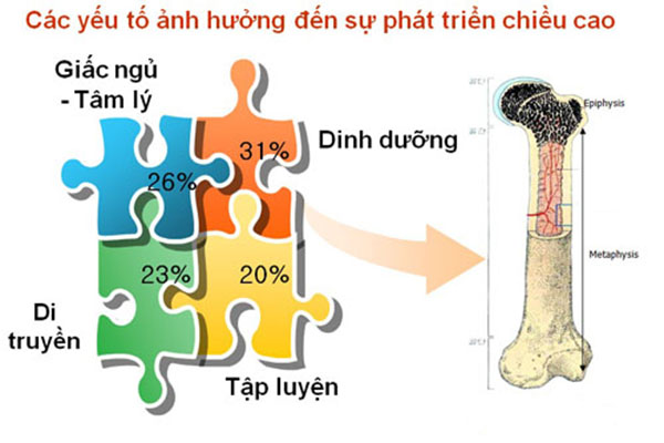 che-do-tap-luyen-tang-chieu-cao-1