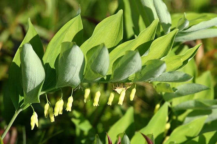 Ngọc Trúc là gì