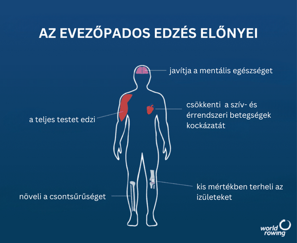 Az evezőpados edzés hatása az egészséges öregedésre 