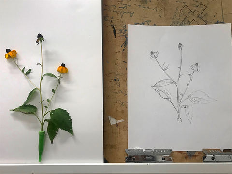 Molly Oliver Flowers sustainable floral design studio workshop sunset park hands on botanical drawing jessica dalrymple botanical illustration drawing exercises community classes art classes brooklyn