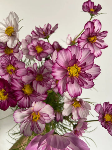 Cosmos, regenerative agriculture, slow flowers, delicate blooms at Molly Oliver Flowers