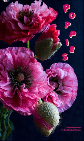 Shirley poppies seasonal flower project brooklyn flower subscription nyc molly oliver flowers