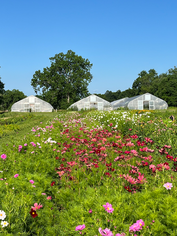 Eddy Farm Cosmos locally sourced farm for sustainable flowers at Molly Olivers Flower CSA flower subscription delivery nyc