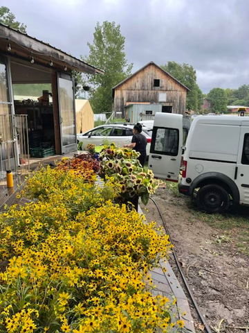 Loading Rudbekia Triloba at Many Graces Farm in Hadley, MA for Molly Oliver Flowers susbscriptions NYC 100% locally grown flowers