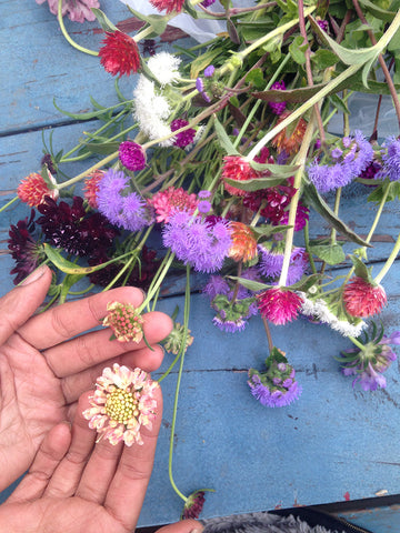 Molly Oliver Culver farming Fata Morgana Black Knight Scabiosa Ageratum Gomphrena Crown Heights Brooklyn NYC urban educational farm