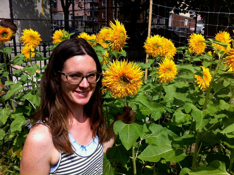 Molly Oliver Culver farming Double Quick Sunflowers in Crown Heights Brooklyn NYC urban educational farm