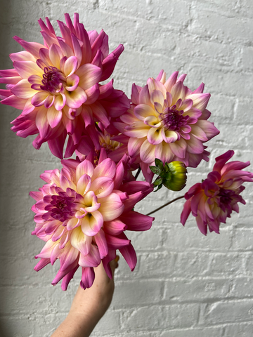 Molly Oliver Flowers Fall Seasonal Flowers Dahlia Bahama Mama