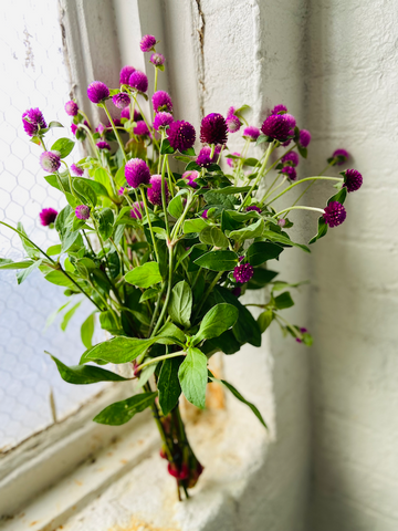 Molly Oliver Flowers Fall Seasonal Flowers bouquet of Gomphrena