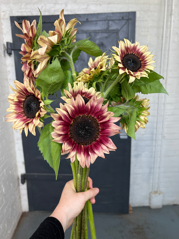 Fall Seasonal Flowers bouquet of Sunflowers Pro Cut Plum