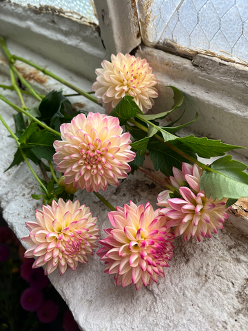 Molly Oliver Flowers Fall Seasonal Flowers Dahlia Valley Porcupine