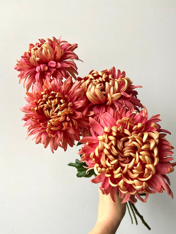 Molly Oliver Flowers Fall Seasonal Flowers bouquet of Heirloom Mum Homecoming