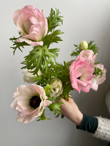 anemone rosa chiaro flower from molly oliver flowers subscription bouquet delivery weekly