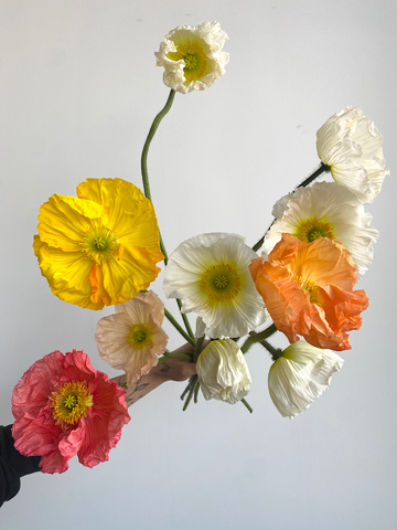 Icelandic poppies organic flower delivery subscription nyc brooklyn