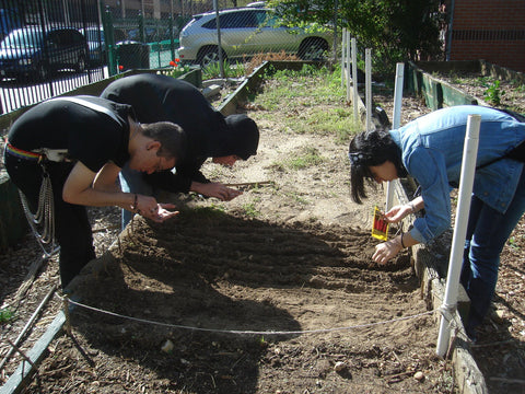 Urban agriculture students in the South Bronx Brook Park Community Garden sowing seeds in spring in a raised bed