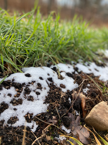 Close up of Winter Rye Cover Crop and soil at The Youth Farm at the High School for Public Service Wingate Crown Heights Brooklyn