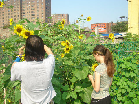 Urban agriculture students in the El Girasol Community Garden in the South Bronx harvesting Sunflowers