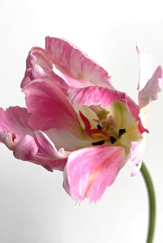 Close up of Silver Parrot Tulip hot pink  and white