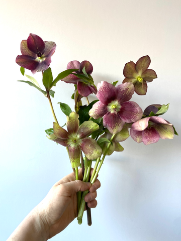 Molly Oliver holding a handful of New Jersey grown purple and green Hellebore from Hau Tau and Sons