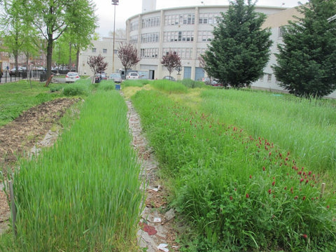 Lush winter cover crop at The Youth Farm at the High School for Public Service Wingate Crown Heights Brooklyn