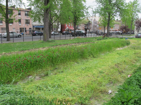 Cover crop of crimson clover at The Youth Farm at the High School for Public Service Wingate Crown Heights Brooklyn