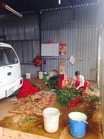 delicate beautifully low-tech bamboo-supported greenhouses in Dalat Vietnam with MollyOliverFlowers