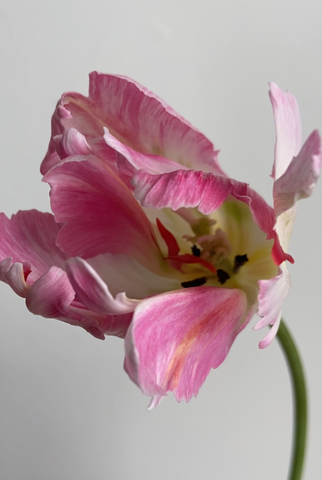 Single stem of Silver Parrot tulip open