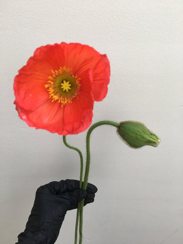 One stem of Orange Icelandic Poppy