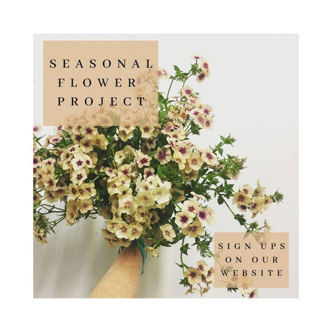 Seasonal Flower Project 2020 Cafe Creme Phlox