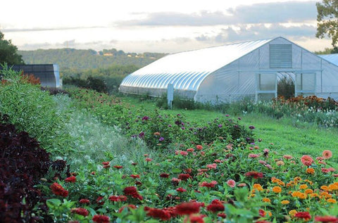 eco friendly locally sourced regenerative sustainable florists from molly oliver flowers Greenhouse at Eddy Farm, CT