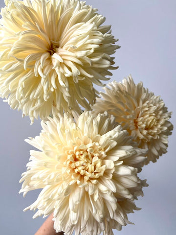 french linen mum Chrysanthemum Molly Oliver Flowers