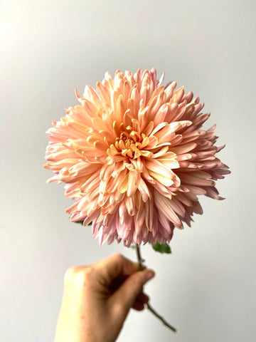 quarter back mum single Chrysanthemum Molly Oliver Flowers