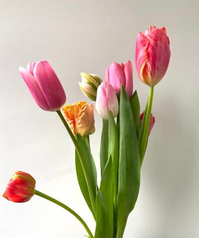 tulips pink orange white seasonal flower project delivery subscription nyc brooklyn manhattan