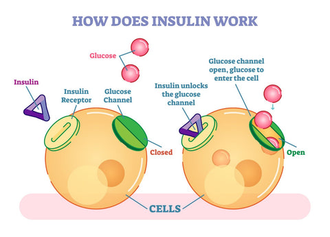Illustration of hyperinsulinemia condition, depicting insulin synthesis and release in the body