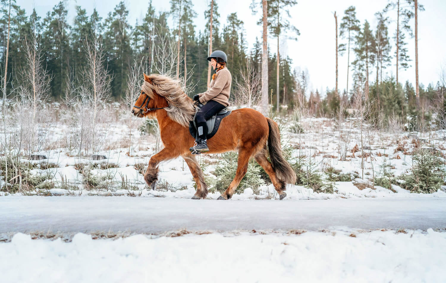 Töltti-Island horses-northoutdoor