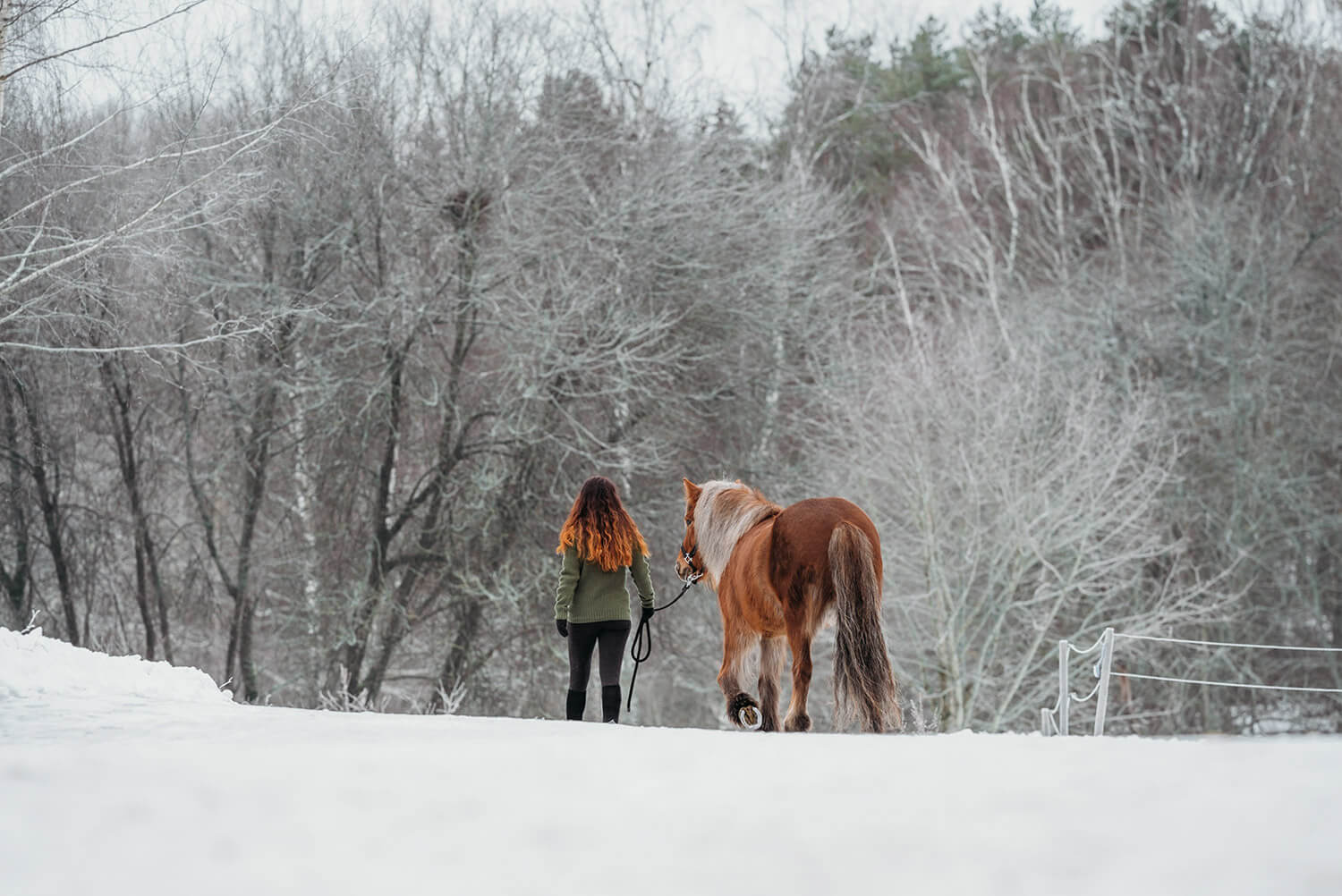 Icelandic horses-northoutdoor