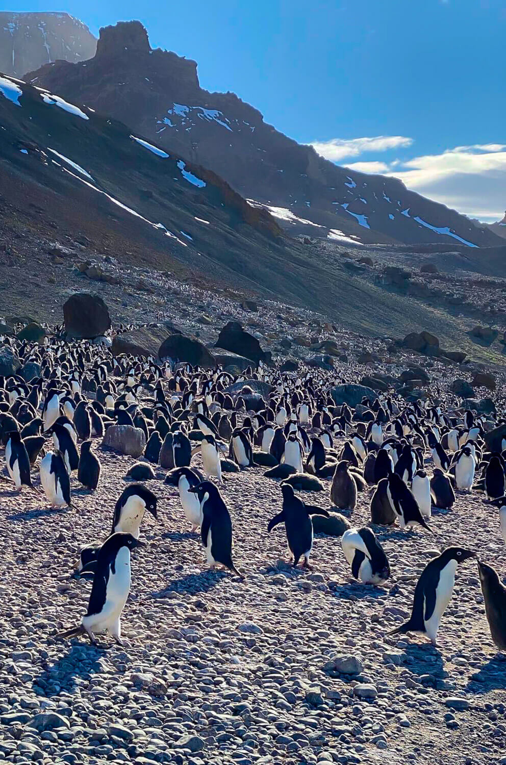 pingviinit-northoutdoor