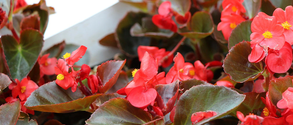 Quick Tip: Begonias – West Coast Gardens