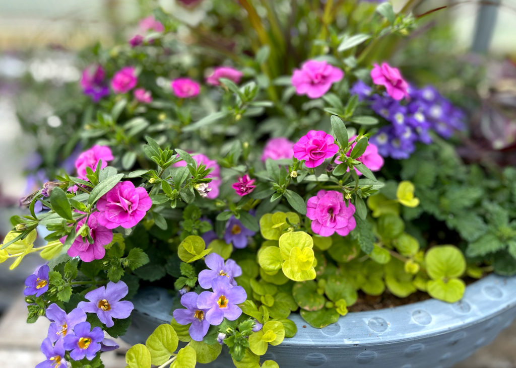 colour pairing ideas for patio planters