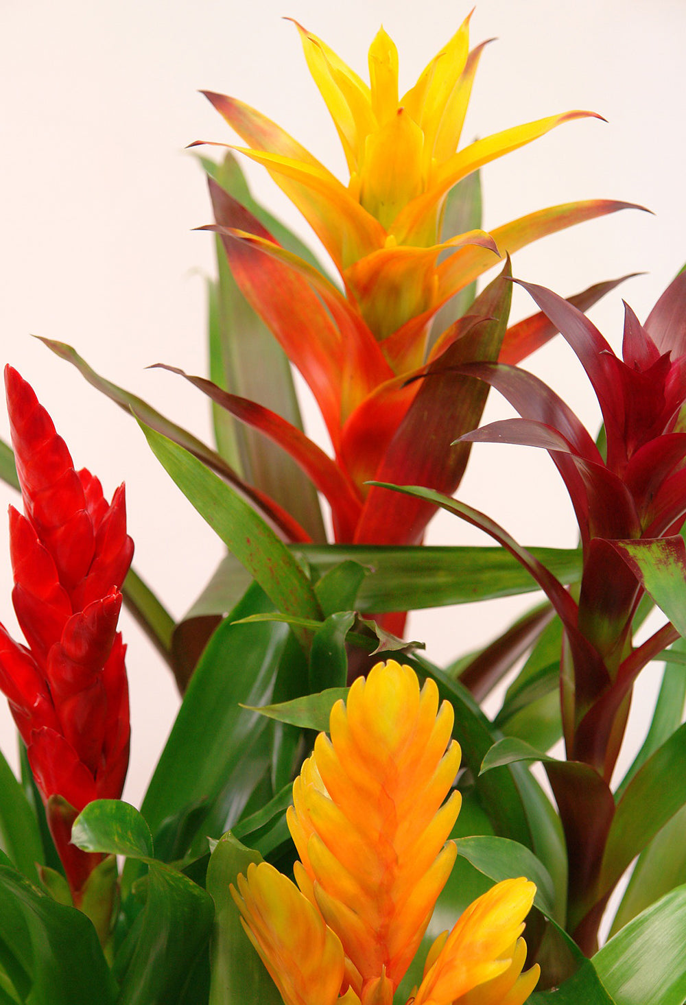 Taming the Wild Bromeliad for Your Home – West Coast Gardens