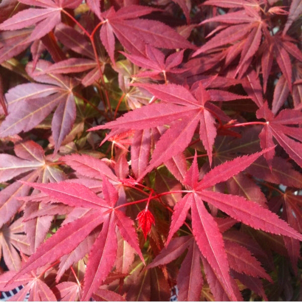 maple trees in the pacific northwest